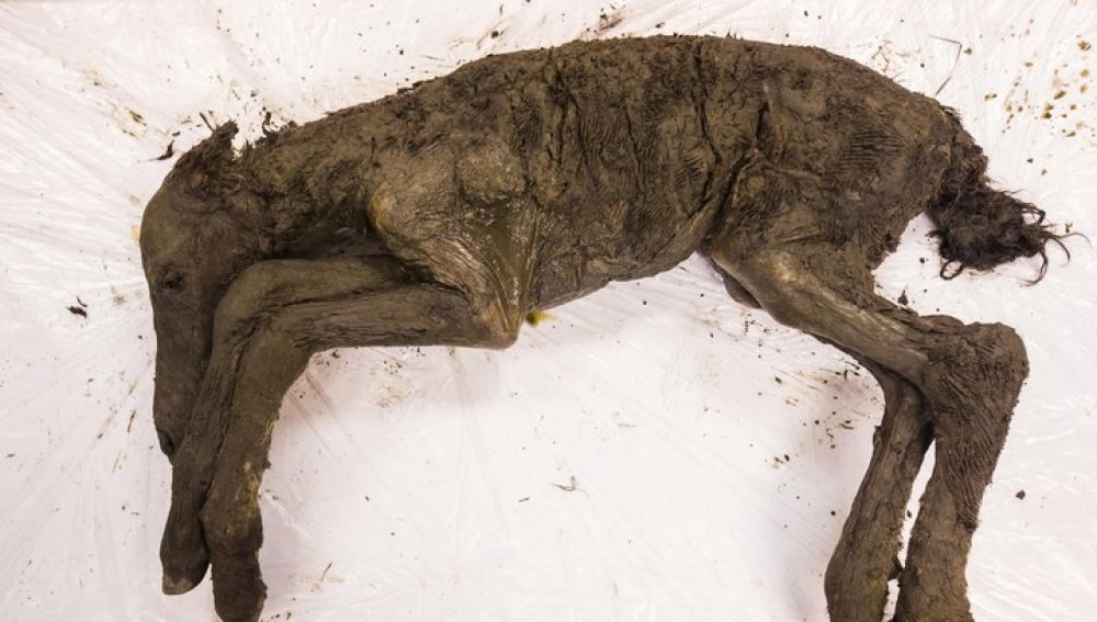 Imagen de los restos de una cría de caballo de hace 40.000 años