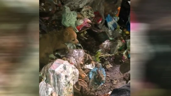 Perro rescatado en un vertedero Perro rescatado en un vertedero