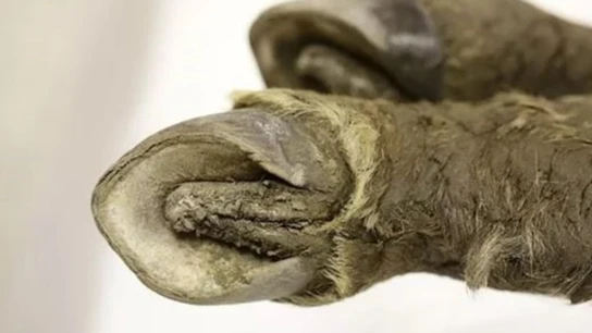 Descubren en Siberia un potro de hace 40.000 años Descubren en Siberia un potro de hace 40.000 años