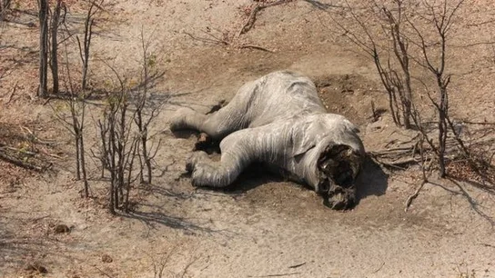 Elefante muerto sin colmillos encontrado en Botsuana Elefante muerto sin colmillos encontrado en Botsuana