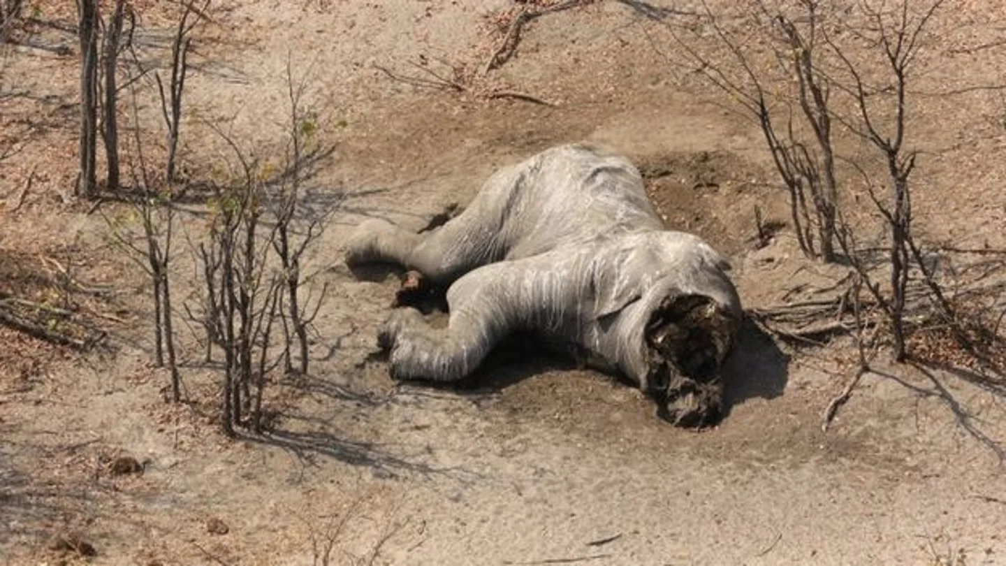 Elefante muerto sin colmillos encontrado en Botsuana Elefante muerto sin colmillos encontrado en Botsuana