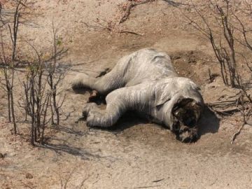 Elefante muerto sin colmillos encontrado en Botsuana Elefante muerto sin colmillos encontrado en Botsuana