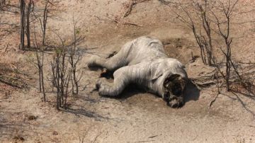 Elefante muerto sin colmillos encontrado en Botsuana