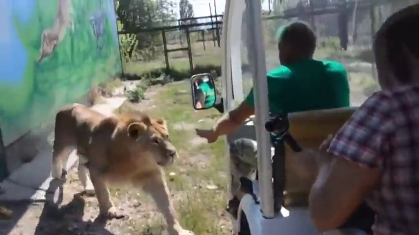 La incre&iacute;ble reacci&oacute;n de un 'feroz' le&oacute;n tras meterse en el veh&iacute;culo de unos turistas