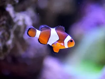 Así logra el pez payaso sus colores Así logra el pez payaso sus colores