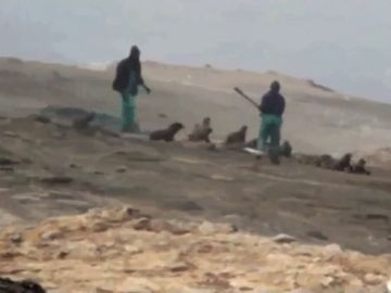 Matanza de lobos marinos en Namibia Matanza de lobos marinos en Namibia