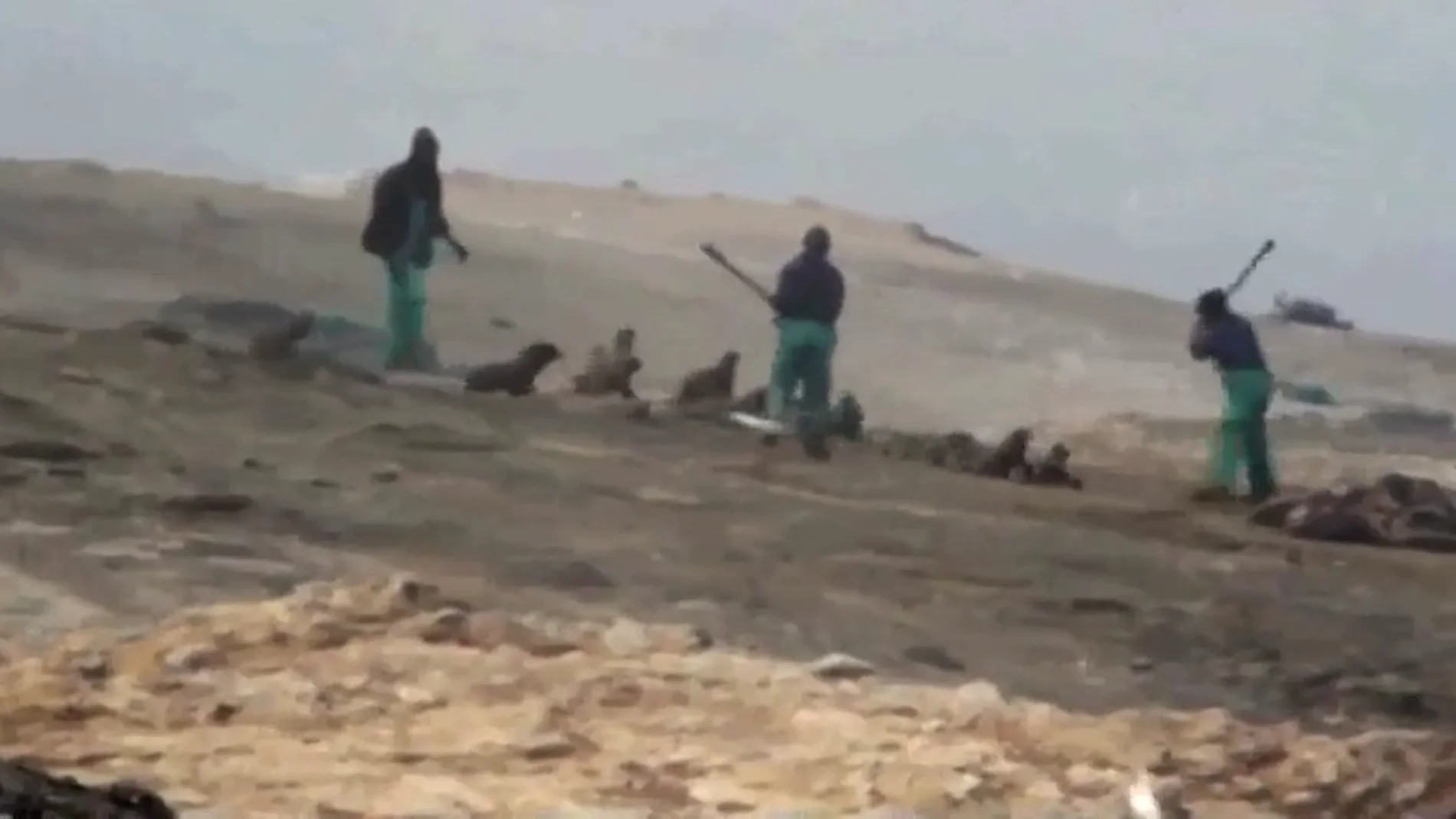 Matanza de lobos marinos en Namibia