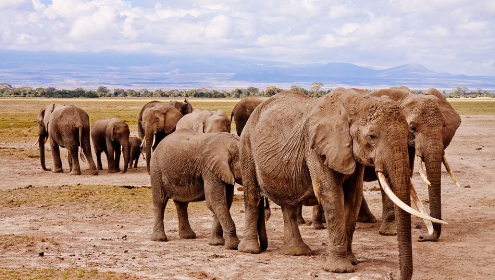 Imagen de un grupo de elefantes en Botsuana