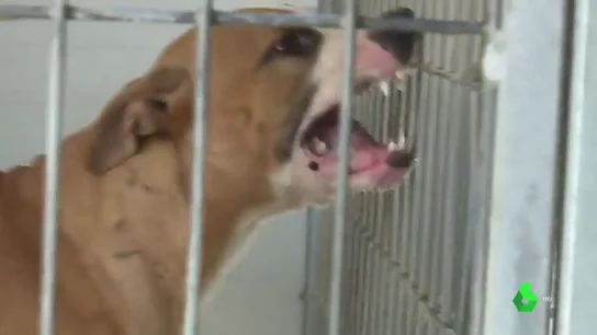El Seprona investiga el ataque de un perro de raza pitbull a cuatro vecinos de Colmenarejo, en Madrid El Seprona investiga el ataque de un perro de raza pitbull a cuatro vecinos de Colmenarejo, en Madrid