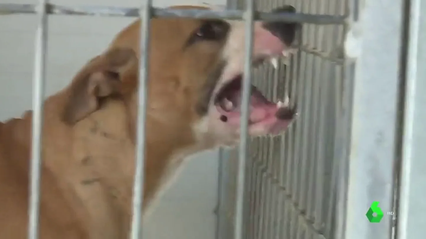 El Seprona investiga el ataque de un perro de raza pitbull a cuatro vecinos de Colmenarejo, en Madrid El Seprona investiga el ataque de un perro de raza pitbull a cuatro vecinos de Colmenarejo, en Madrid
