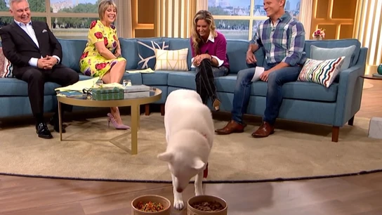 Perro vegano en televisión Perro vegano en televisión