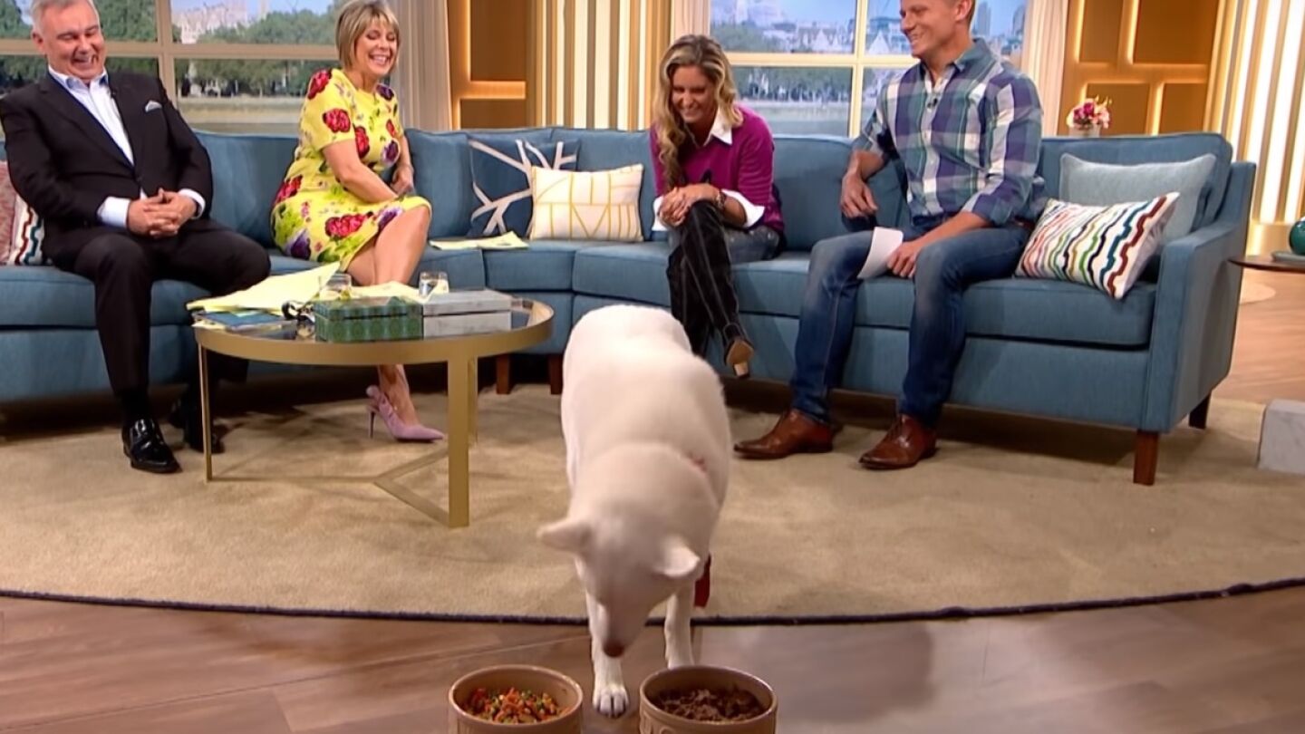 Perro vegano en televisi&oacute;n