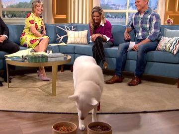 Perro vegano en televisión Perro vegano en televisión