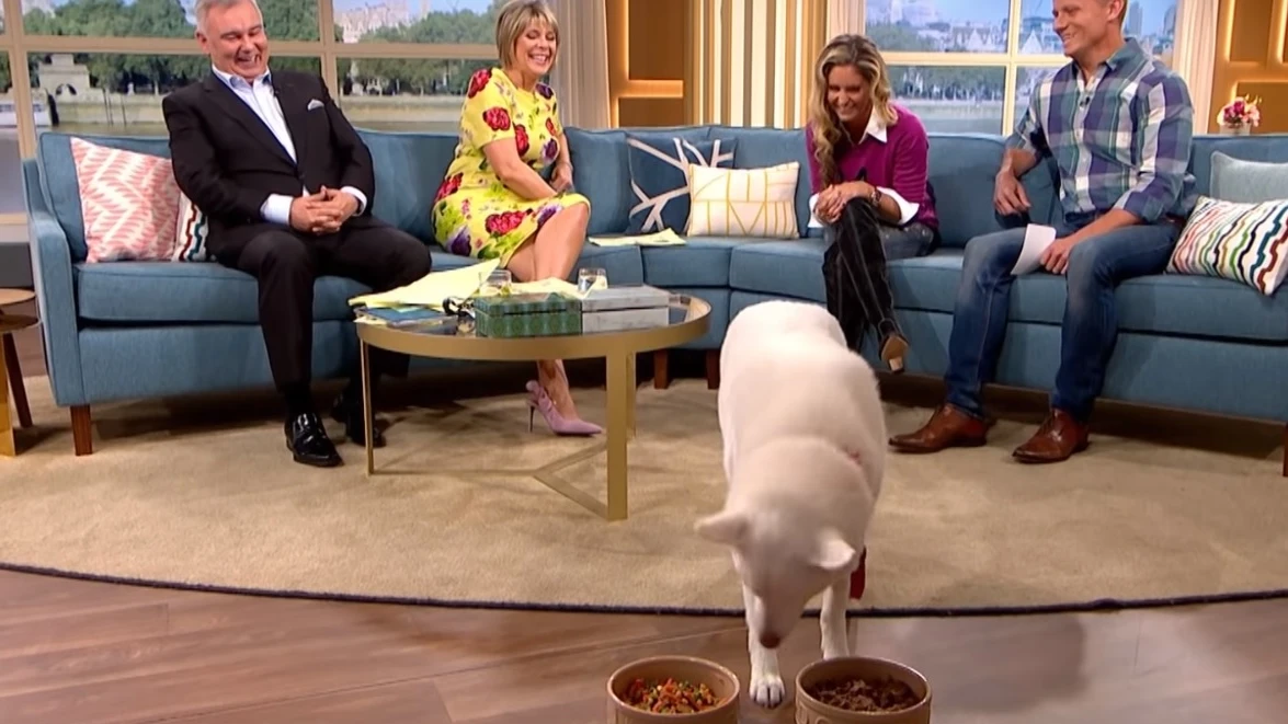 Perro vegano en televisión