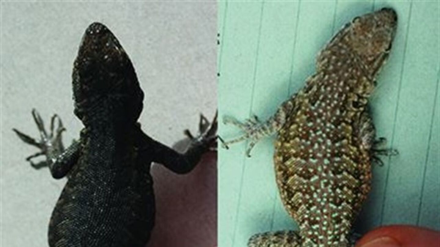 Dos especies de lagartijas del desierto de Mojave 