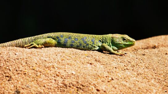 As&iacute; cambia de color un tipo de lagartijas de un desierto de California