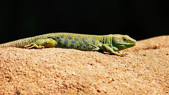 Así cambia de color un tipo de lagartijas de un desierto de California Así cambia de color un tipo de lagartijas de un desierto de California