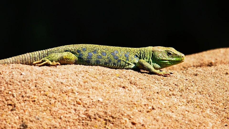 Así cambia de color un tipo de lagartijas de un desierto de California Así cambia de color un tipo de lagartijas de un desierto de California