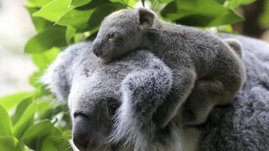 Un koala con su cría Un koala con su cría