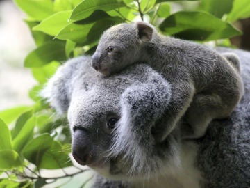 Un koala con su cría Un koala con su cría