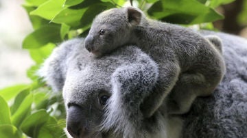 Un koala con su cría