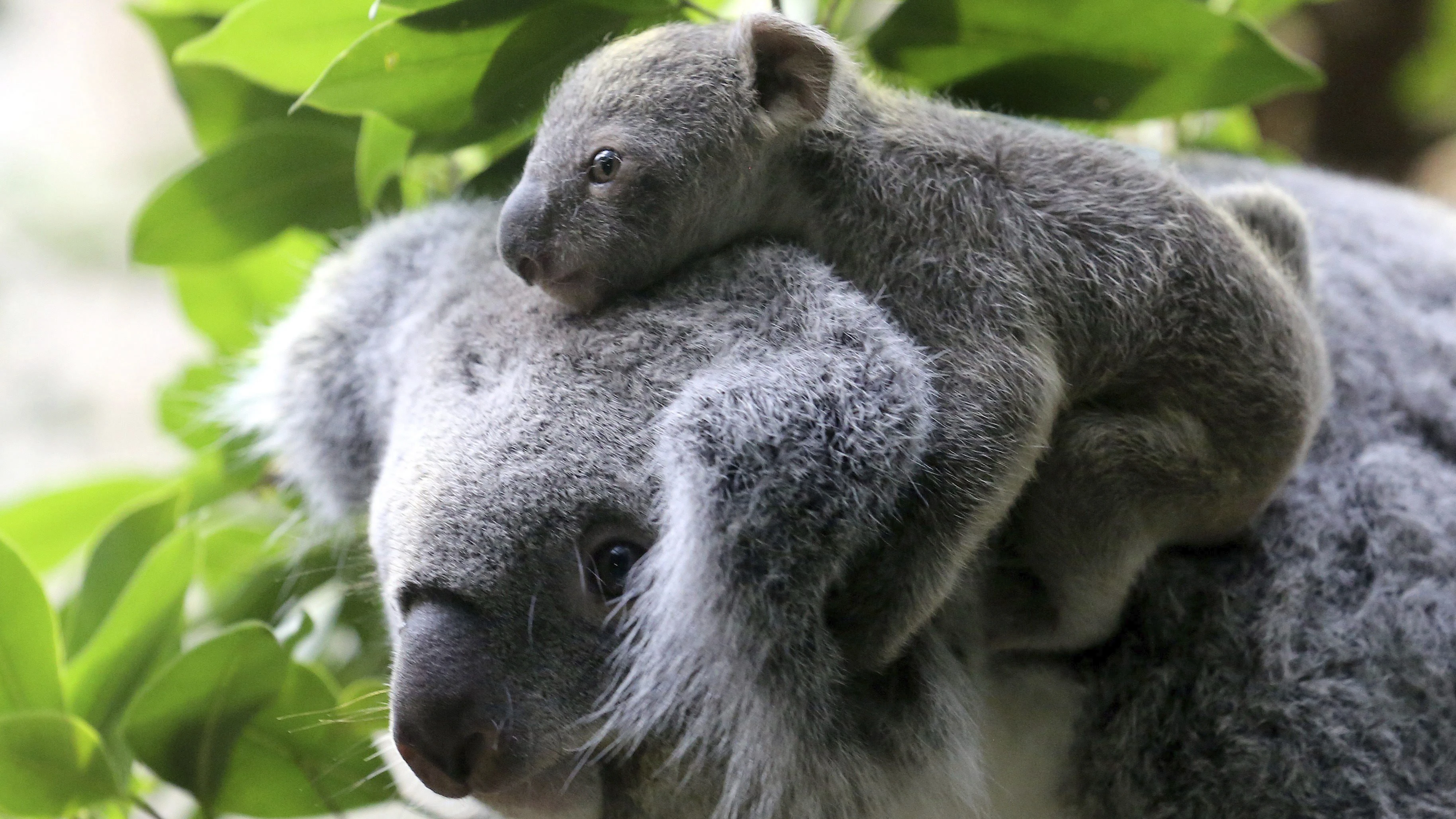 Un koala con su cría