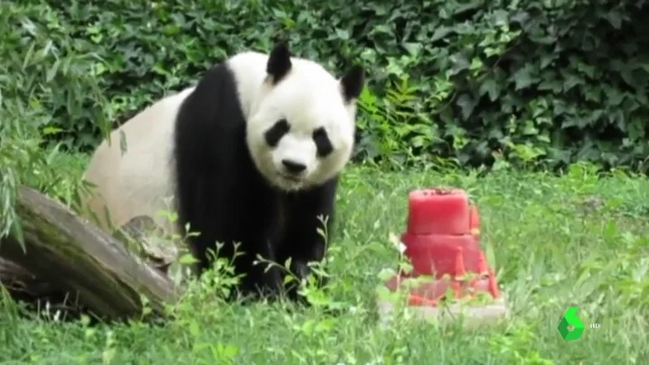 BORRADOR Chulina, la primera hembra de oso panda nacida en España, cumple dos años 