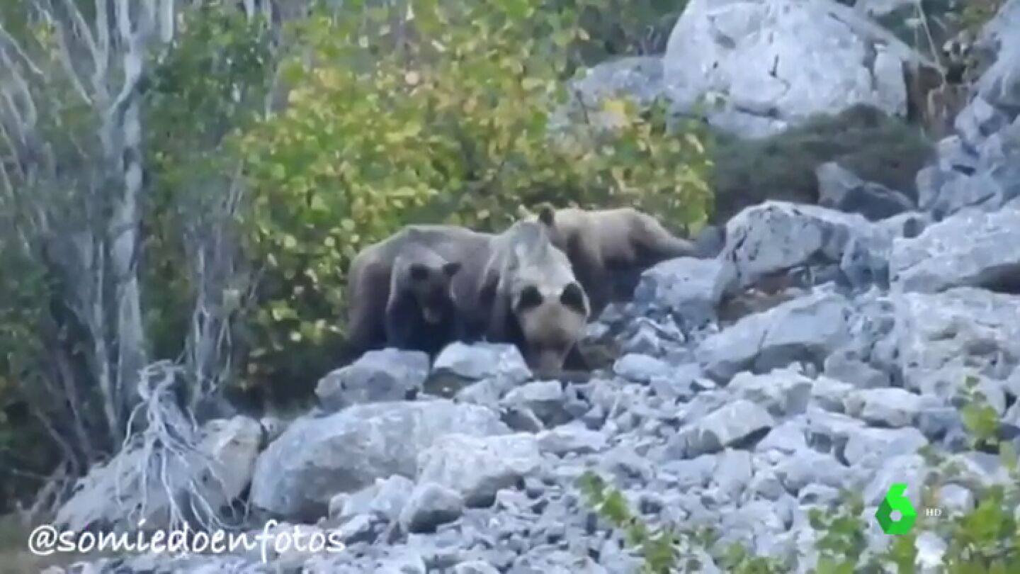 Las dos cr&iacute;as de oso pardo con su madre 