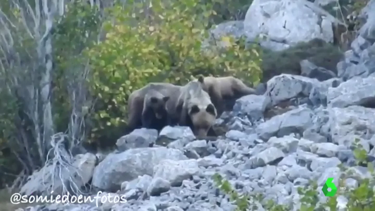 Las dos crías de oso pardo con su madre Las dos crías de oso pardo con su madre