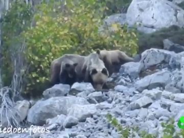 Las dos crías de oso pardo con su madre Las dos crías de oso pardo con su madre