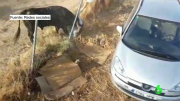 Un hombre en estado grave tras ser corneado por un toro en Medina del Campo