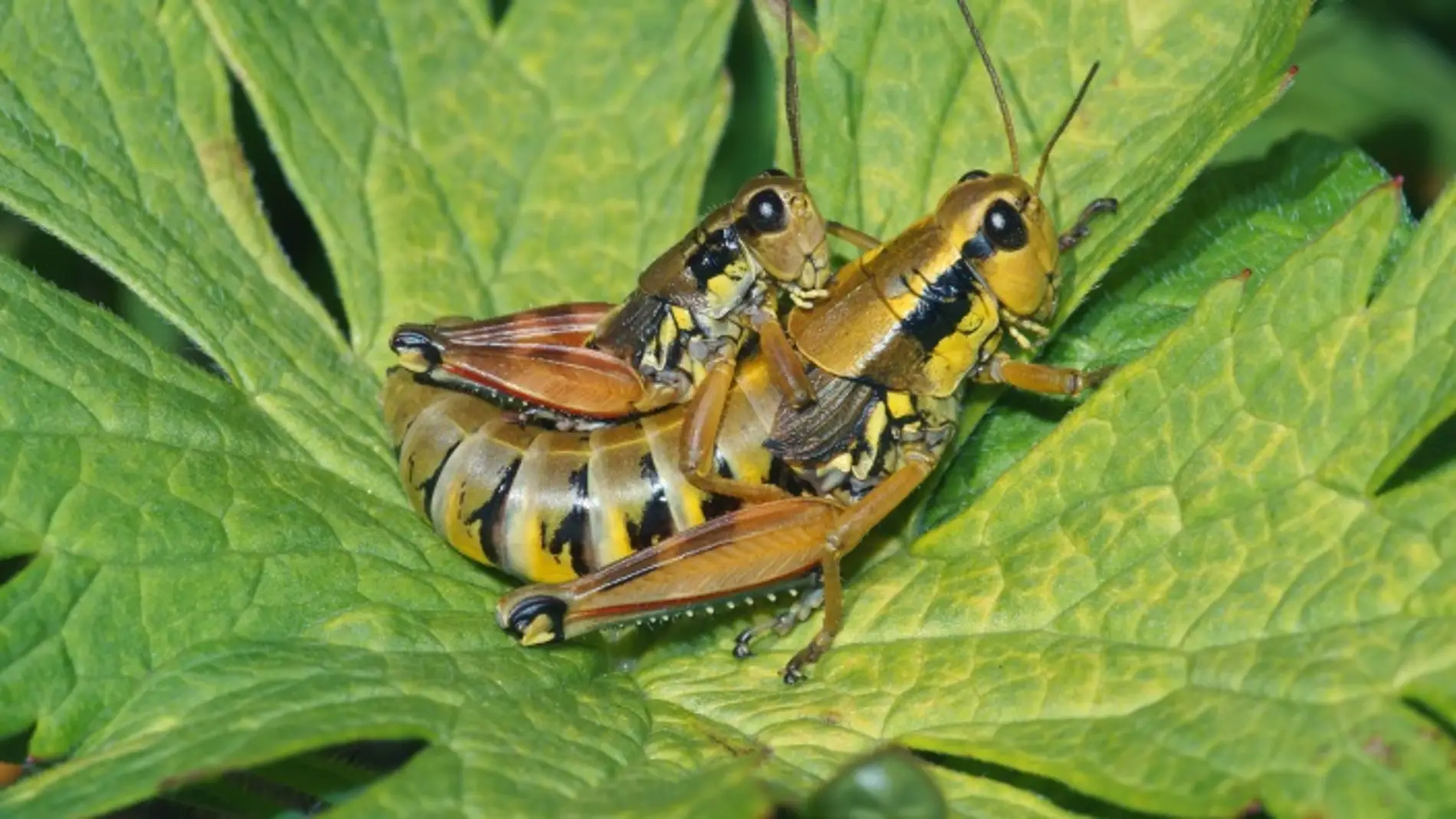 No sin los herbivoros cuando ellos faltan sus ecosistemas colapsan