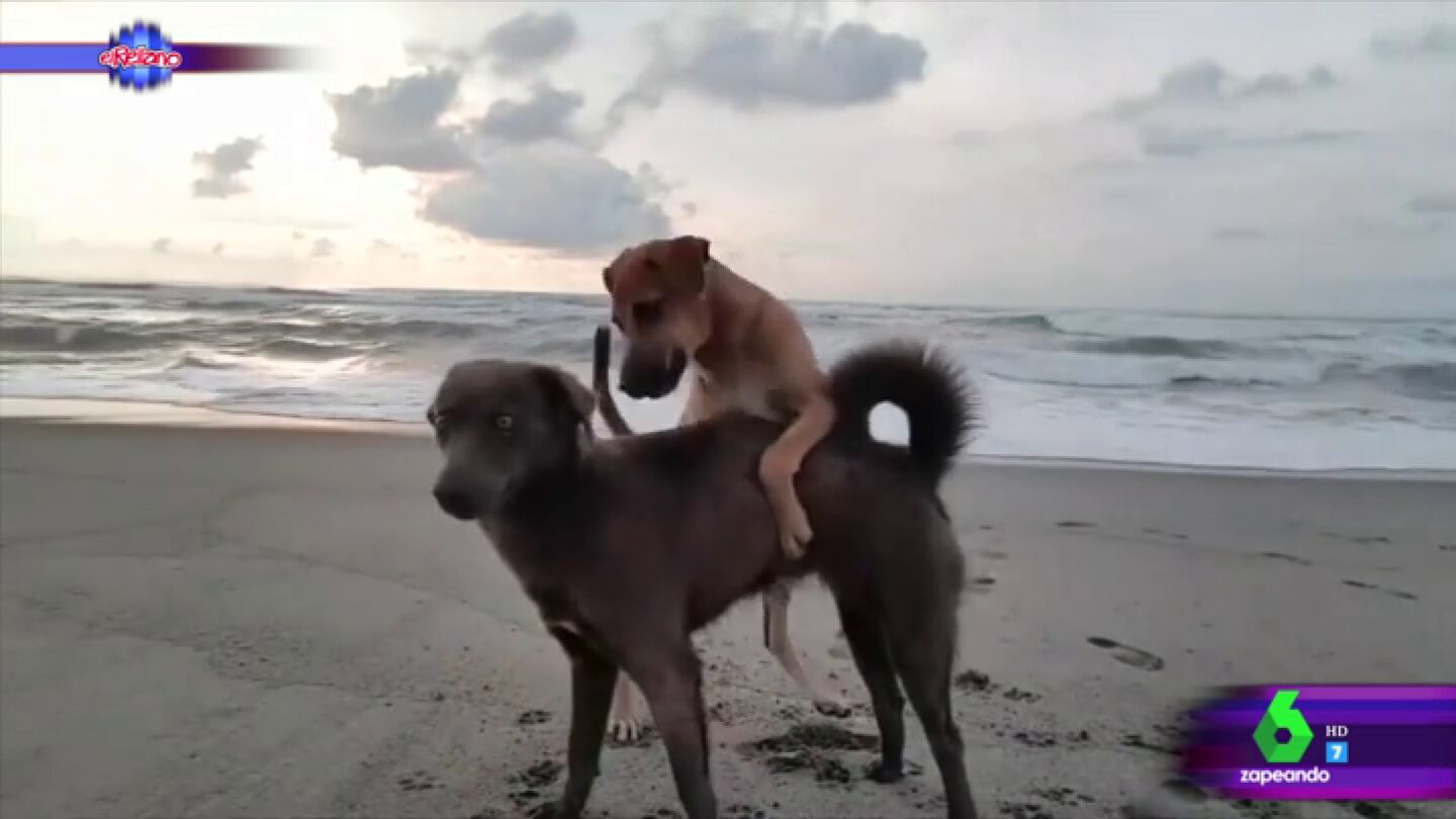Dos perros "exhibicionistas" convierten el v&iacute;deo de dos chicas en la playa "en una pel&iacute;cula porno"