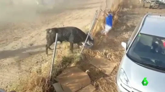 Polémica cornada en Medina del Campo Polémica cornada en Medina del Campo