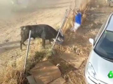 Polémica cornada en Medina del Campo Polémica cornada en Medina del Campo