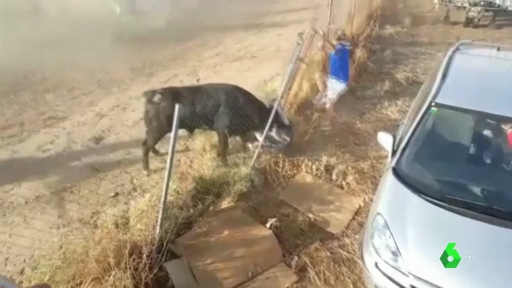 Polémica cornada en Medina del Campo