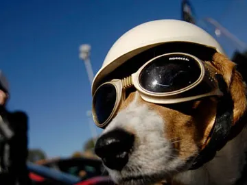 ¿Cómo puedo y debo llevar a mi mascota en la moto? ¿Cómo puedo y debo llevar a mi mascota en la moto?