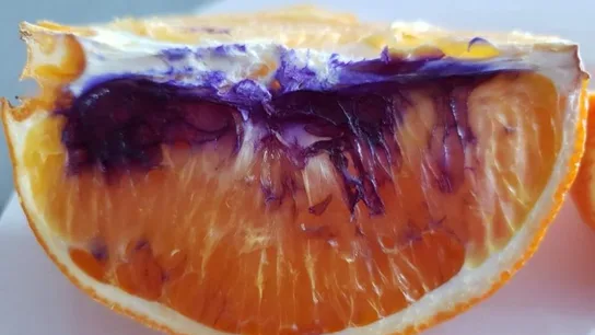 Foto de la naranja morada que se ha encontrado en Australia Foto de la naranja morada que se ha encontrado en Australia