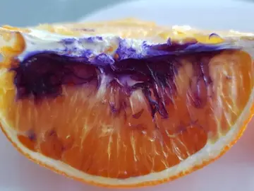 Foto de la naranja morada que se ha encontrado en Australia Foto de la naranja morada que se ha encontrado en Australia