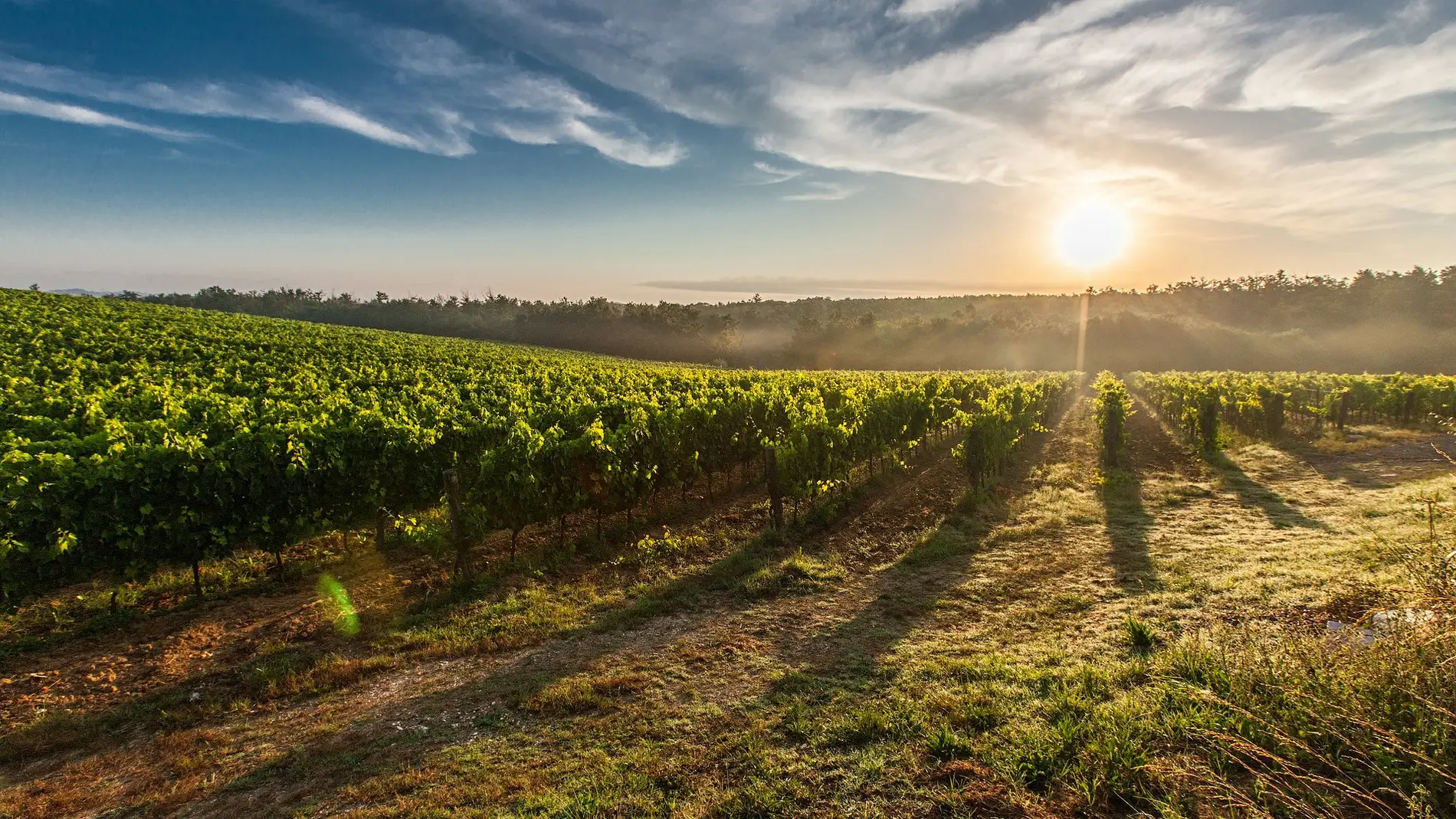 Una alternativa para sustituir a los sulfitos en la elaboracion del vino tinto