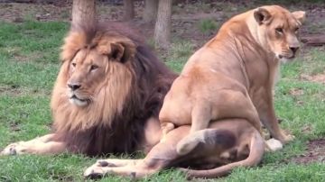 Una leona intenta llamar la atención del león