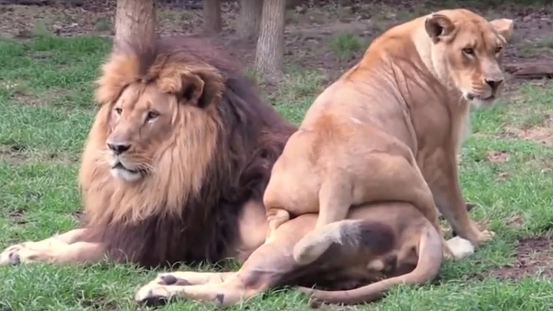 Una leona intenta llamar la atención del león