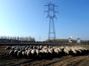 Un rebaño de ovejas pasa cerca de un poste de tendido eléctrico Un rebaño de ovejas pasa cerca de un poste de tendido eléctrico