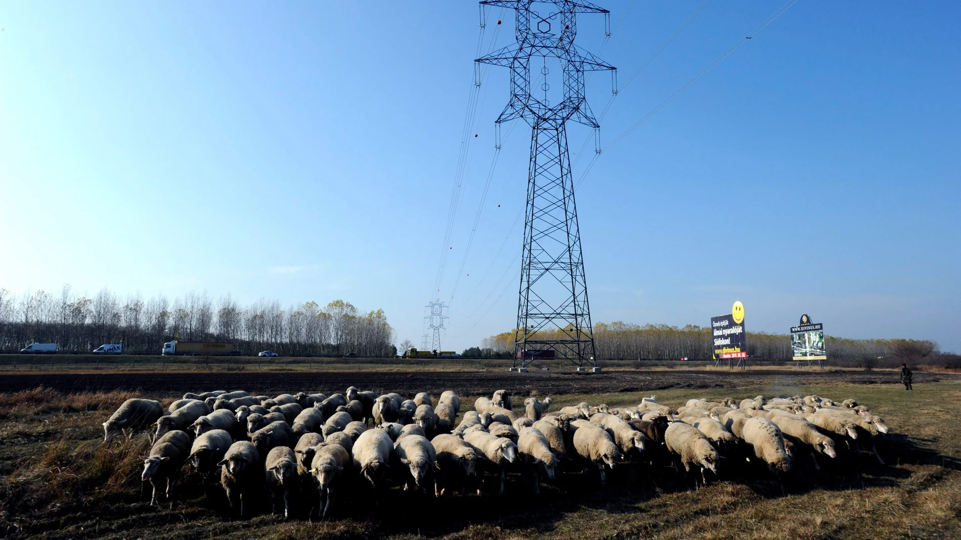 Un rebaño de ovejas pasa cerca de un poste de tendido eléctrico