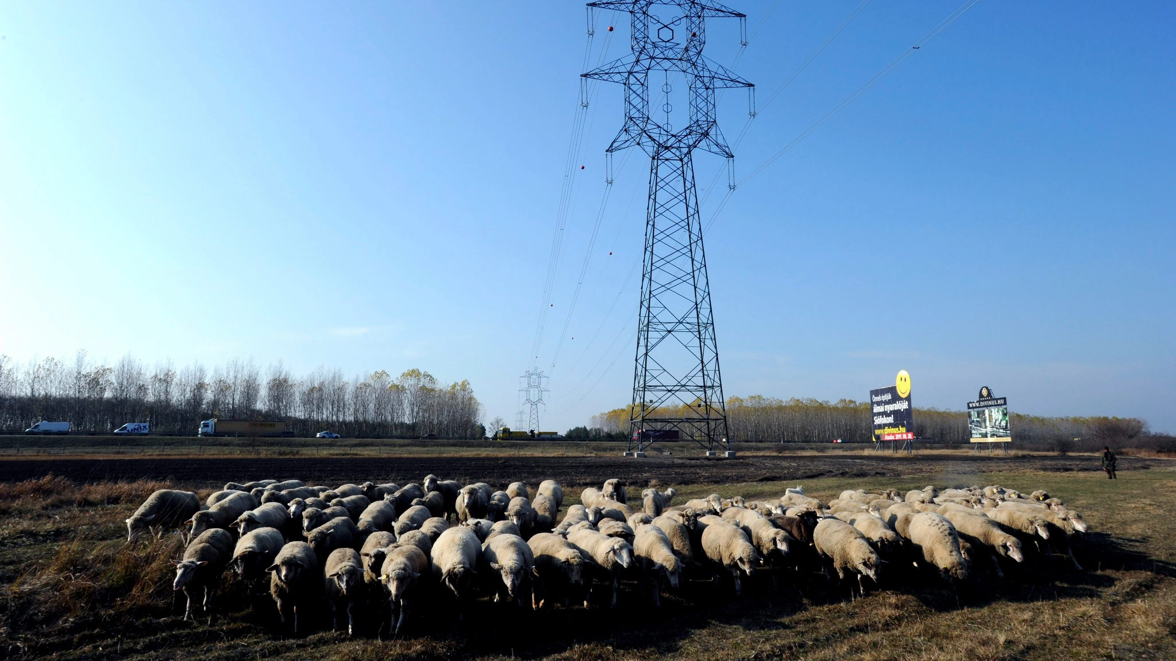 Un rebaño de ovejas pasa cerca de un poste de tendido eléctrico