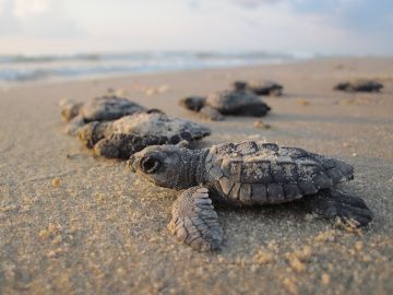 Tortugas anidando en una playa Tortugas anidando en una playa