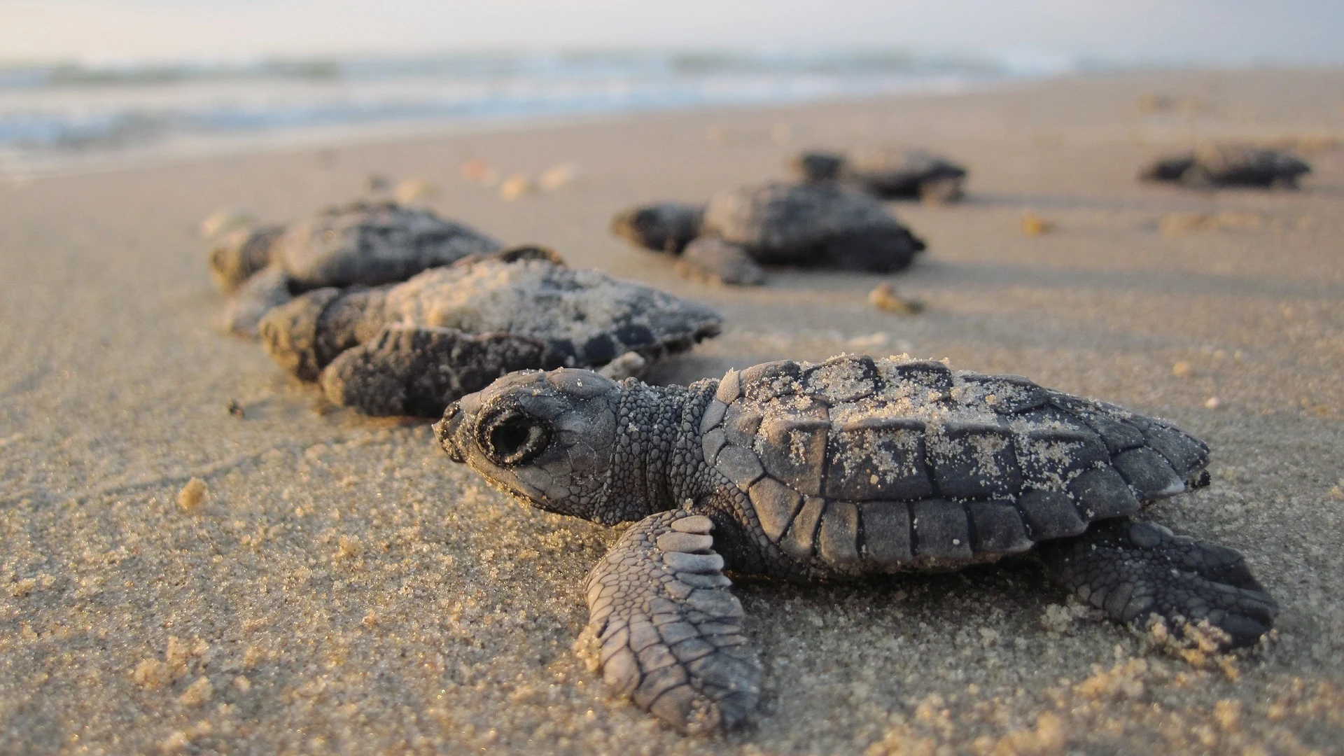 Tortugas anidando en una playa