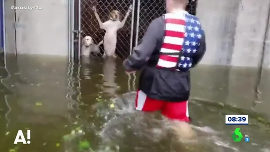Momento en el que un hombre rescata a un grupo de perros enjaulados Momento en el que un hombre rescata a un grupo de perros enjaulados