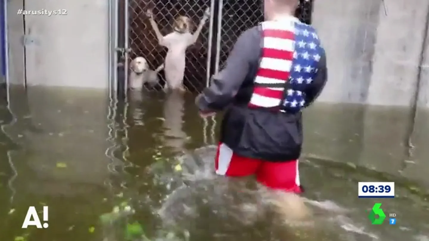 Momento en el que un hombre rescata a un grupo de perros enjaulados Momento en el que un hombre rescata a un grupo de perros enjaulados