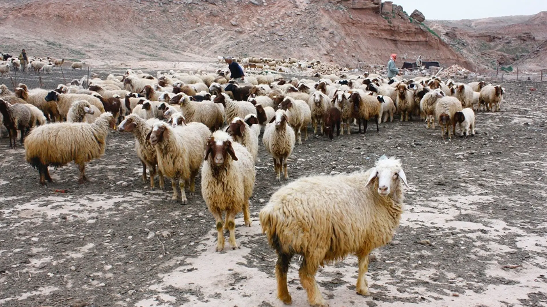 En busca de la superoveja